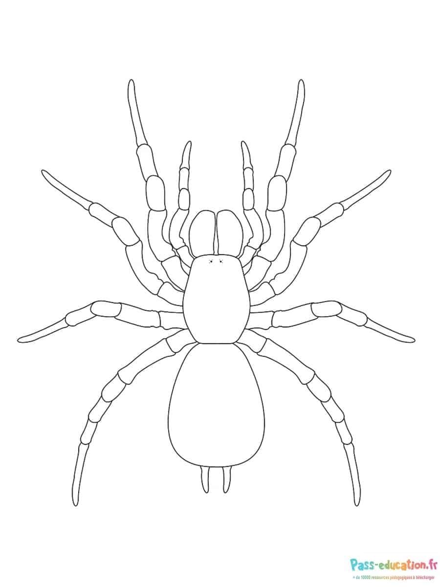 Araignée à colorier