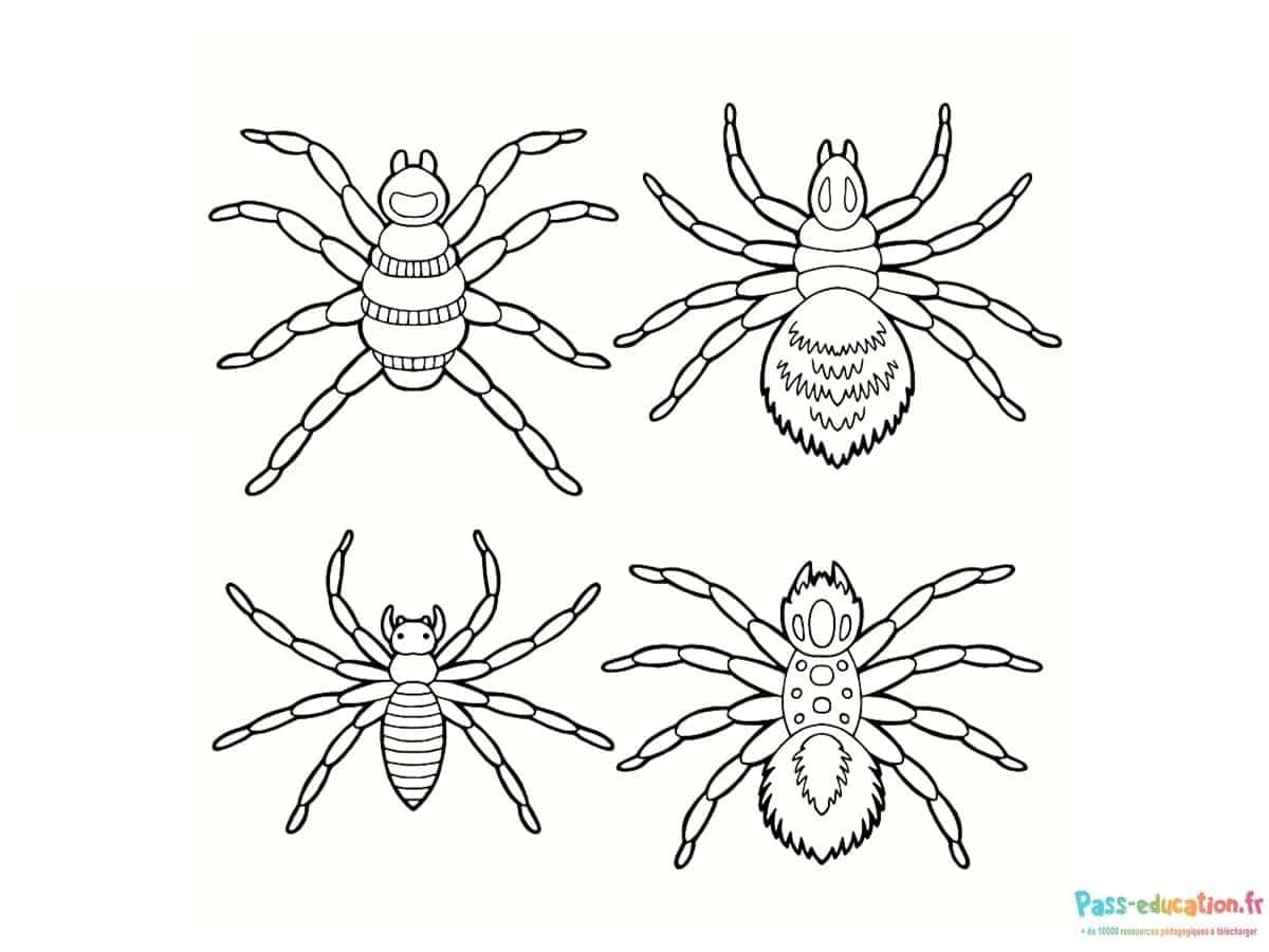 Araignées amusantes