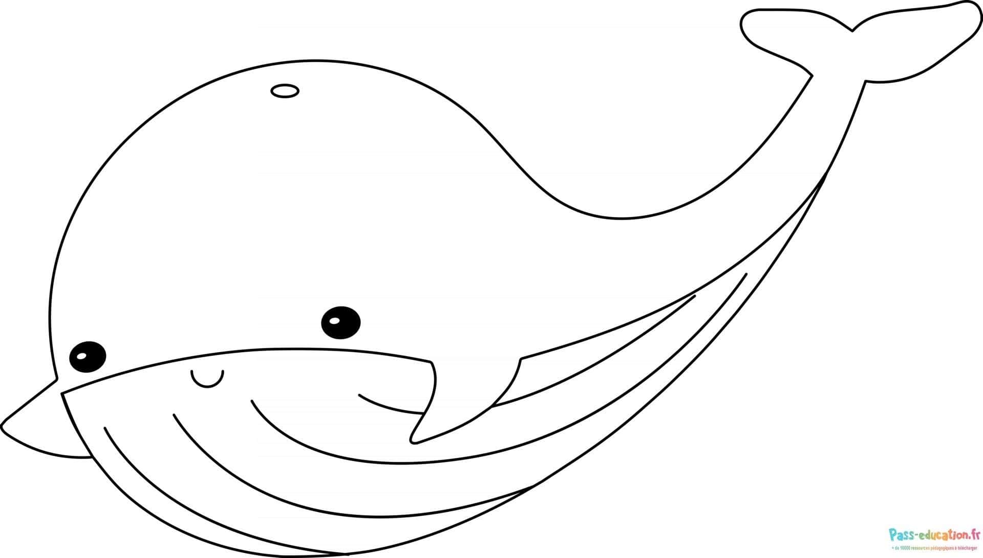 Baleine souriante