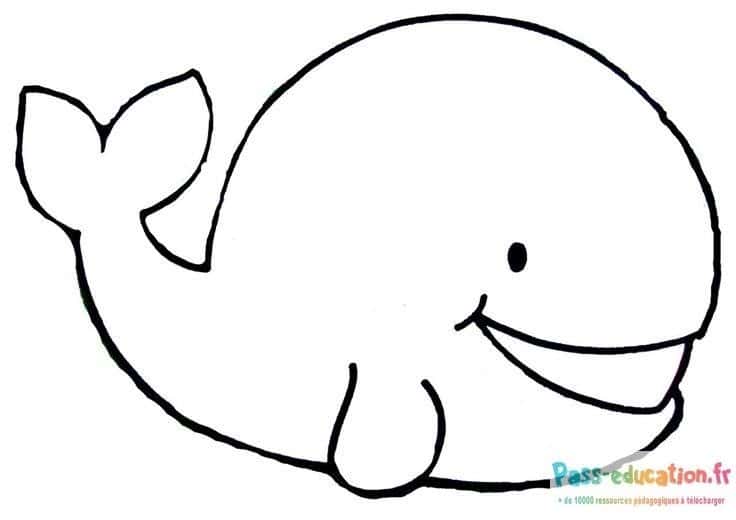 Baleine souriante