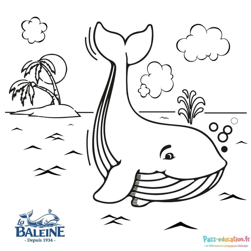 Baleine souriante