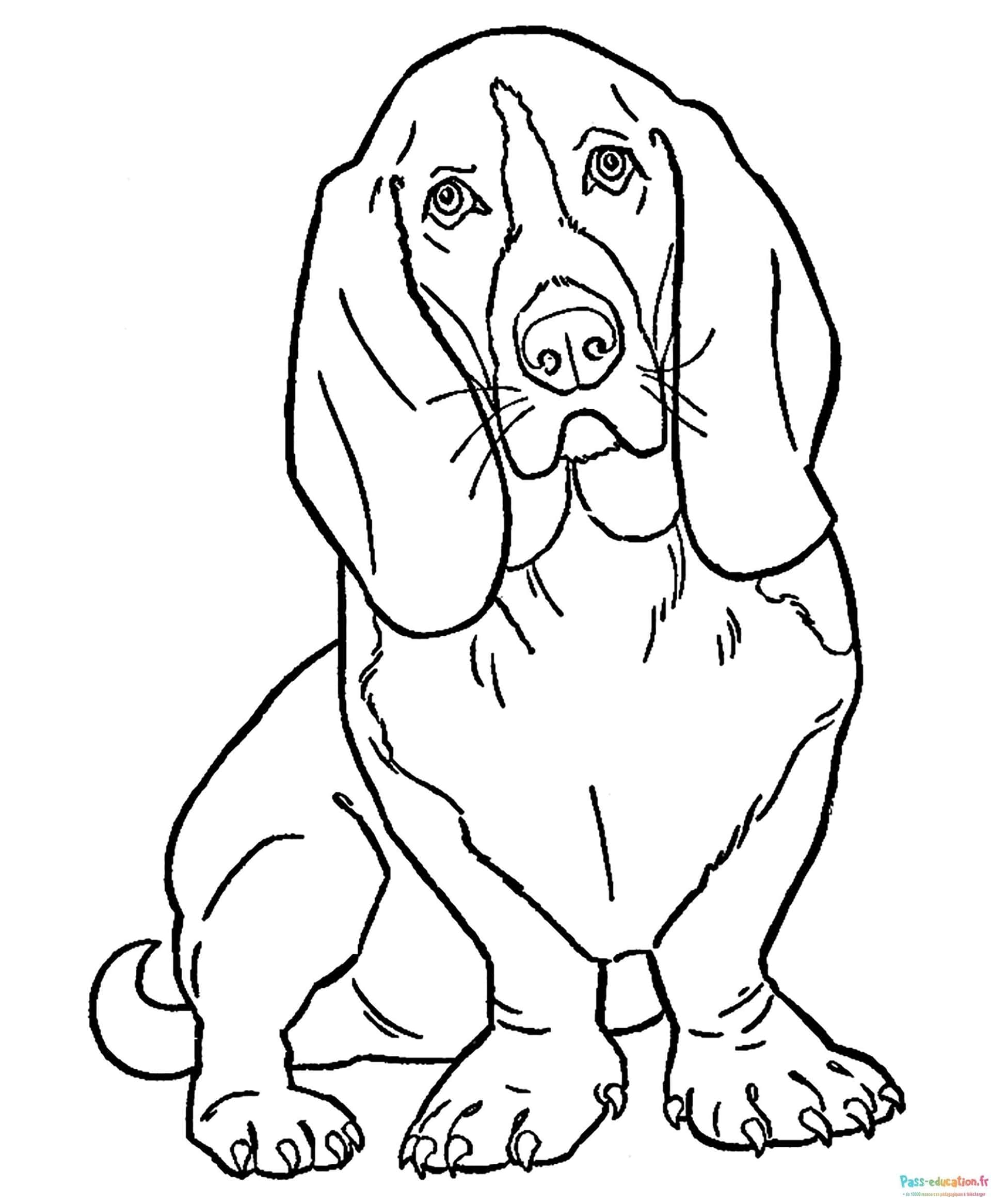 Basset Hound