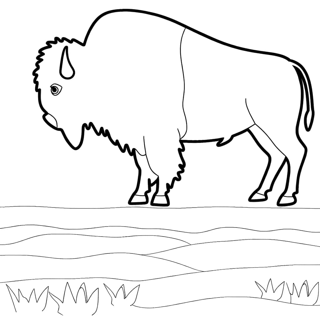 Bison dans la prairie