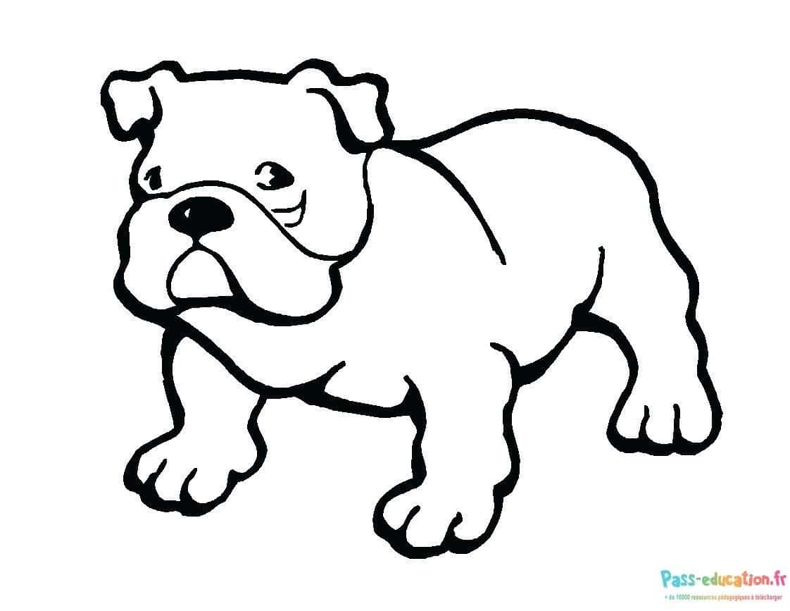 Chien bulldog