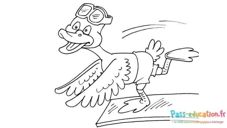 Canard aviateur