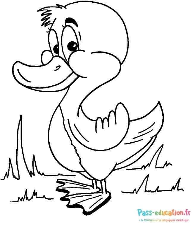 Canard souriant