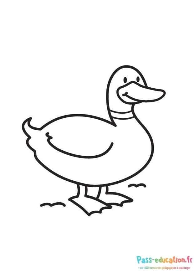 Canard souriant