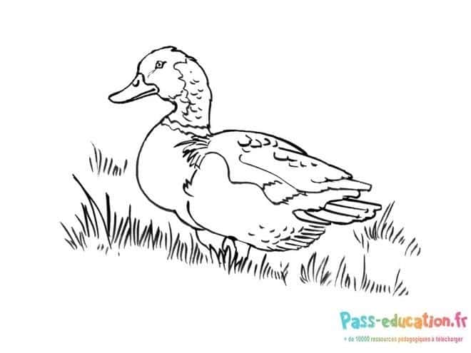 Canard dans l'herbe