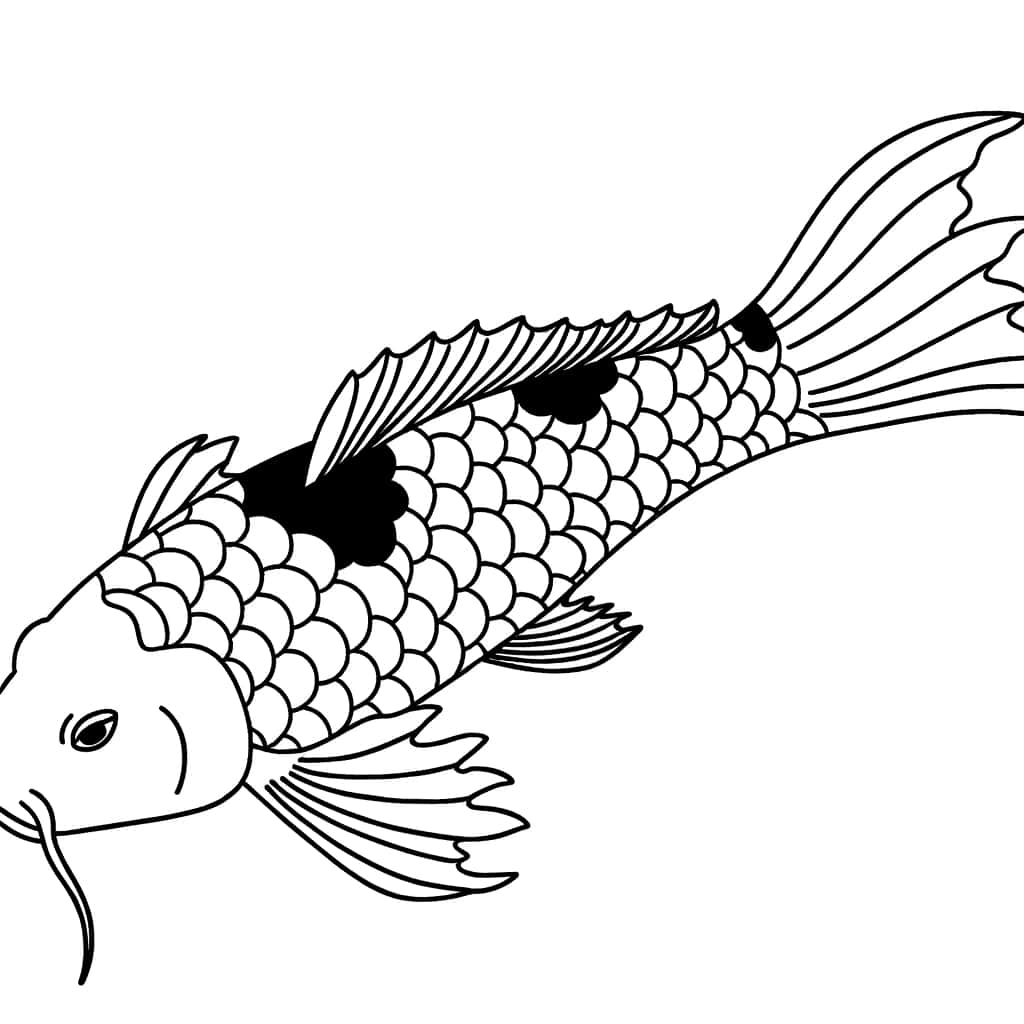 Carpe Koi