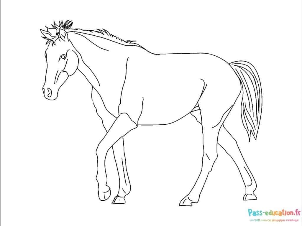 Dessin de cheval