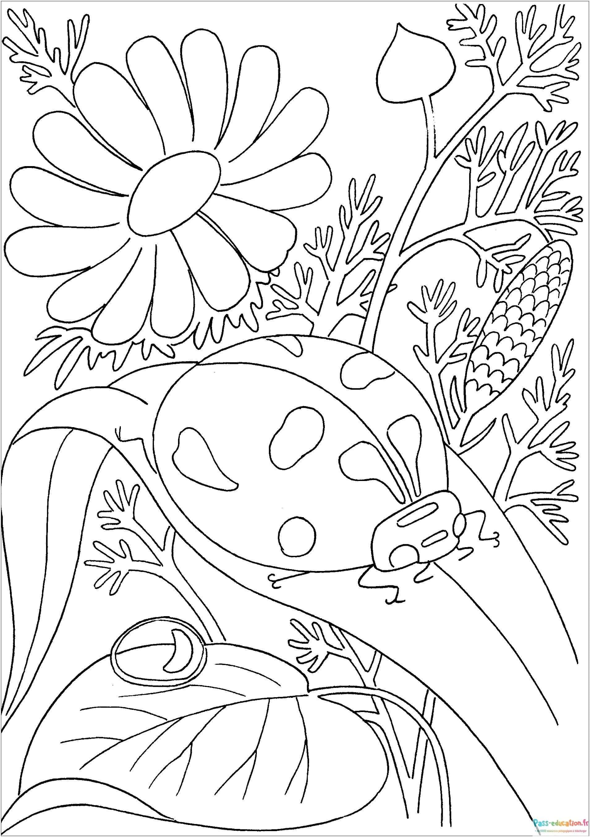 Coccinelle et fleurs coloriage gratuit à imprimer