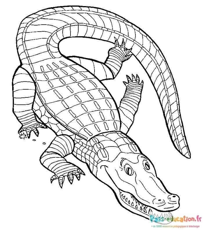 Crocodile allongé