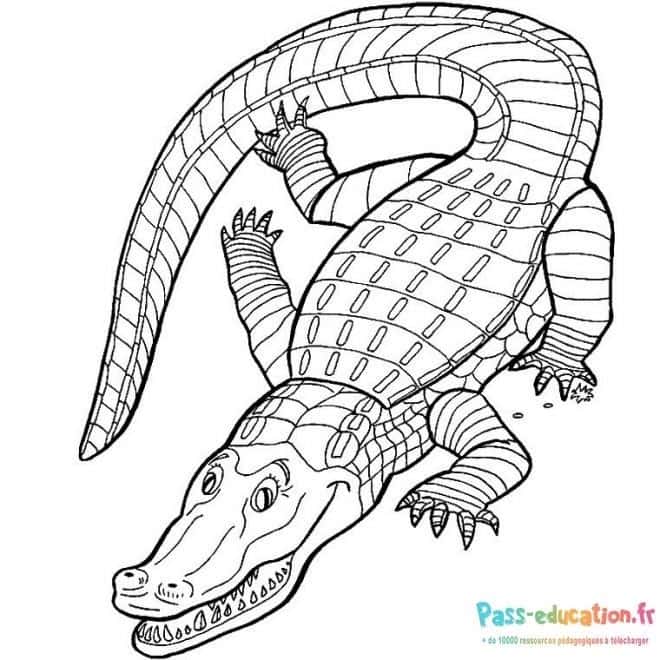 Crocodile souriant gratuit à imprimer