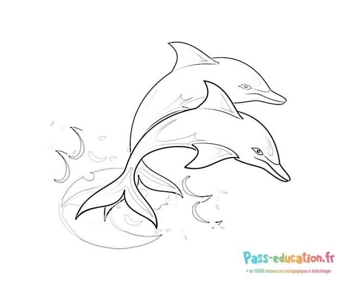 Dauphins en duo