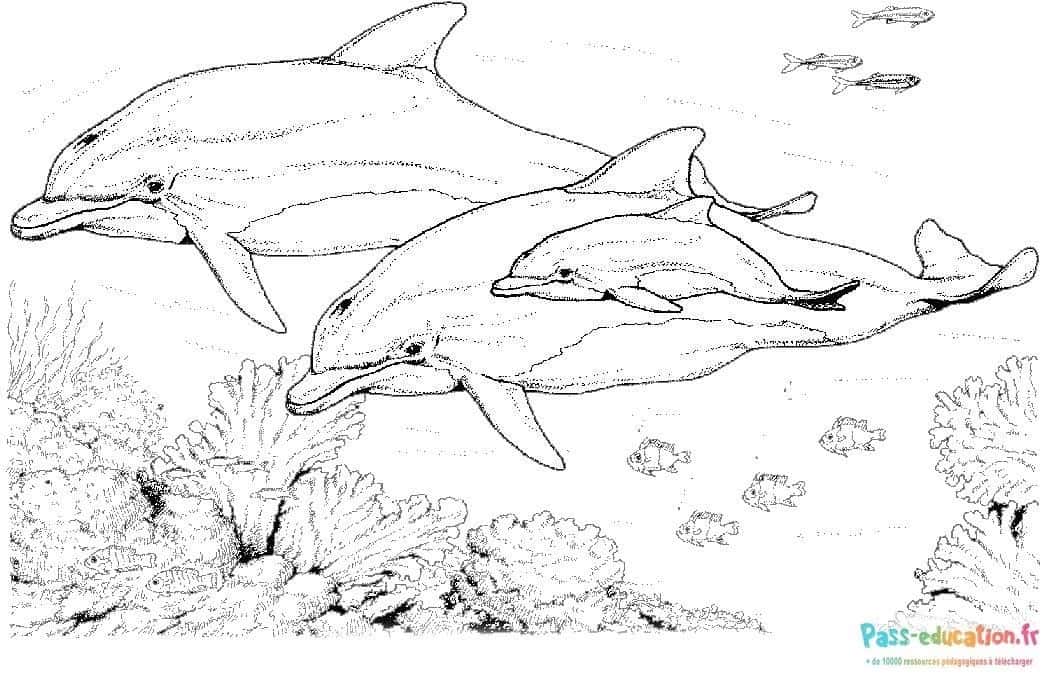 Dauphins dans l'océan