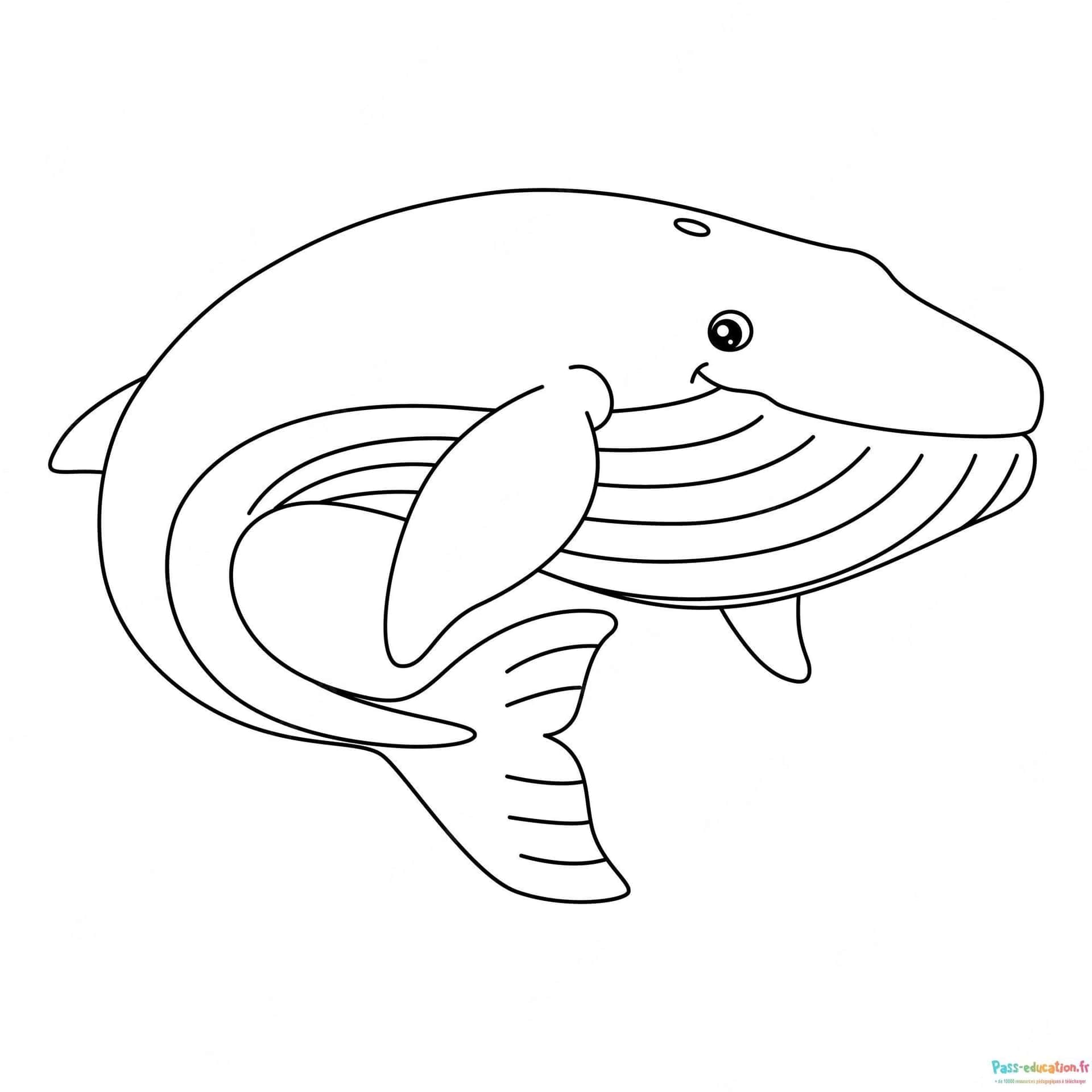 Baleine souriante