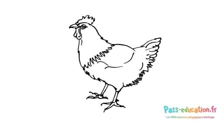 Poule dessinée