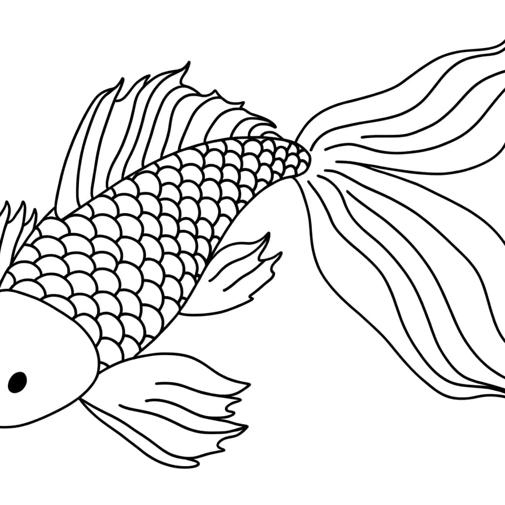 Carpe Koi