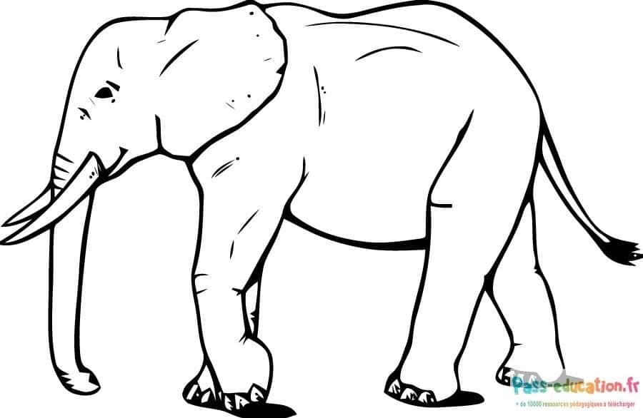 Éléphant