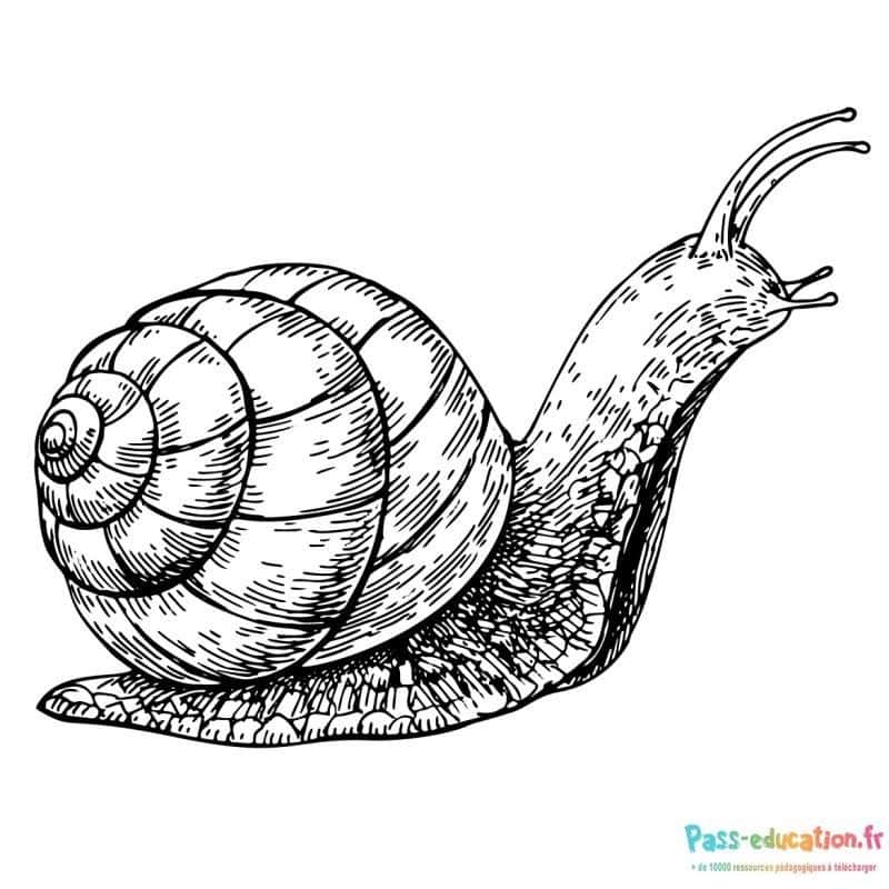 Escargot