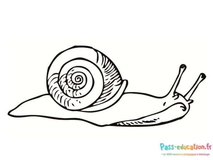 Escargot