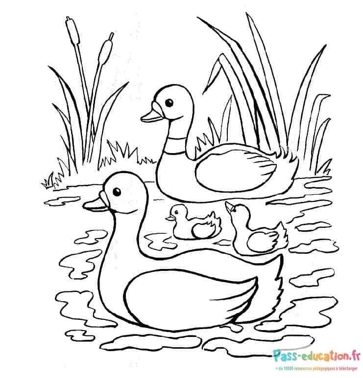 Famille de canards