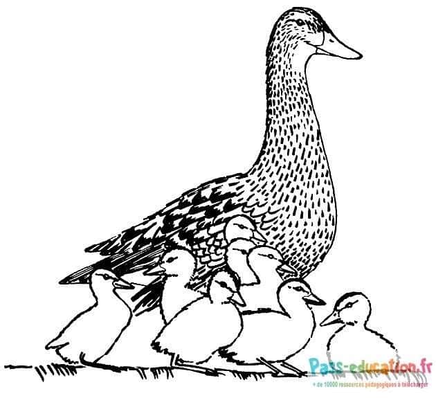 Maman canard et ses canetons