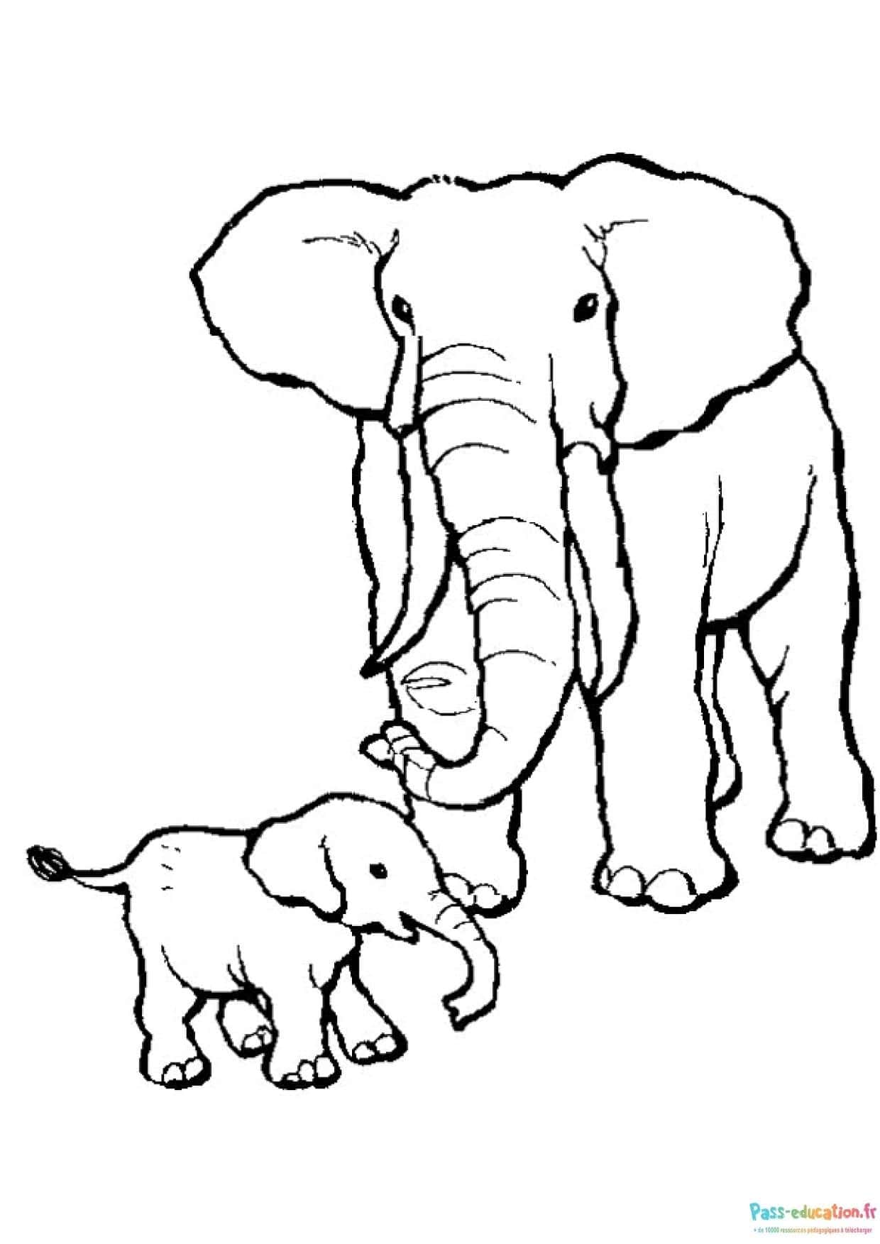 Famille d'éléphants