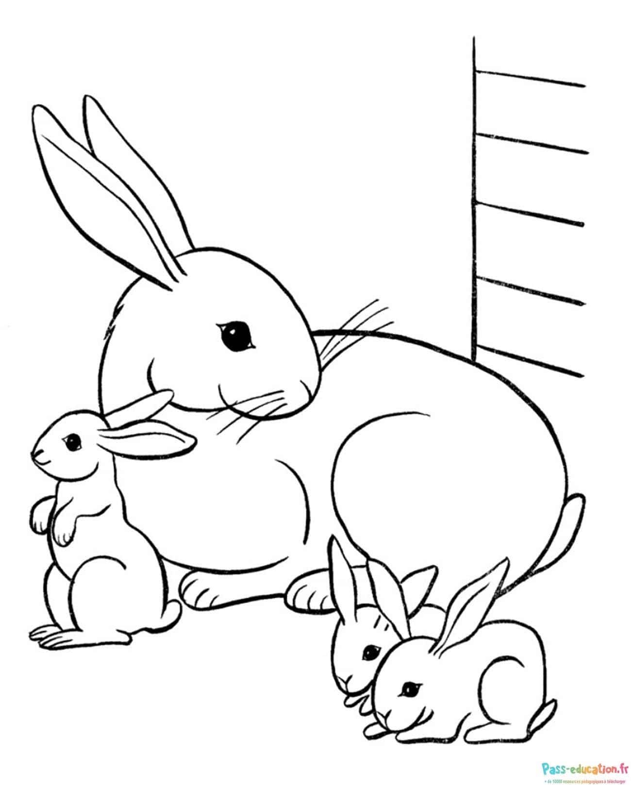 Famille de lapins