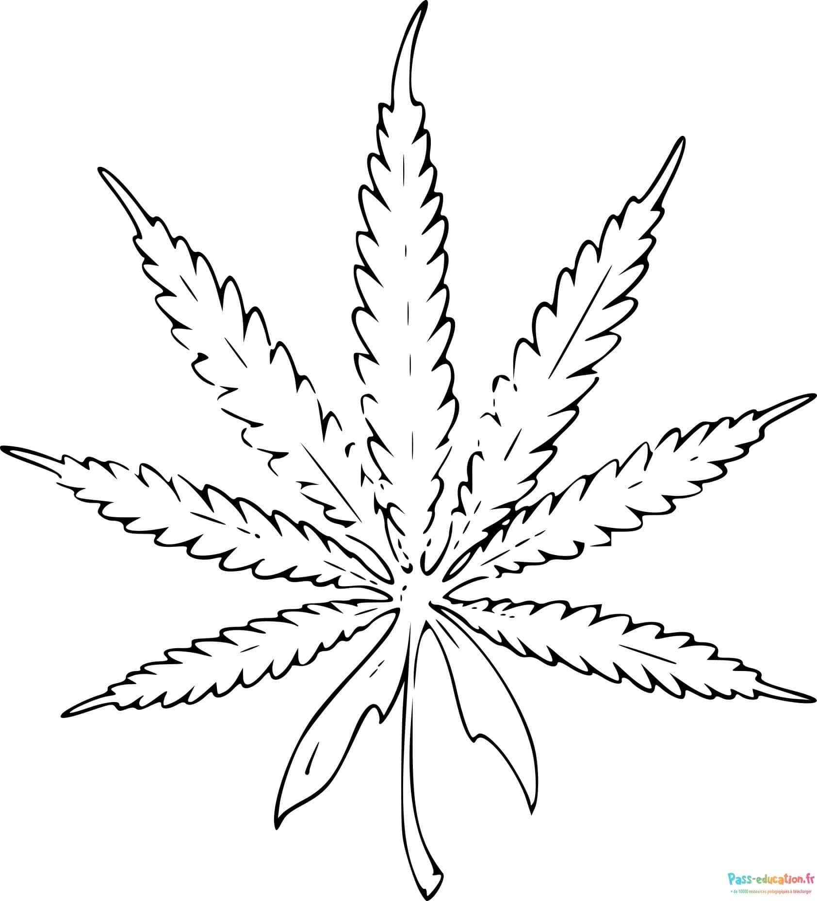 Feuille de cannabis