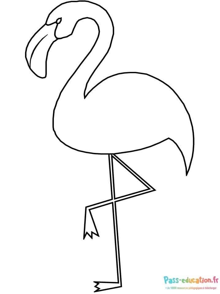 Flamant rose