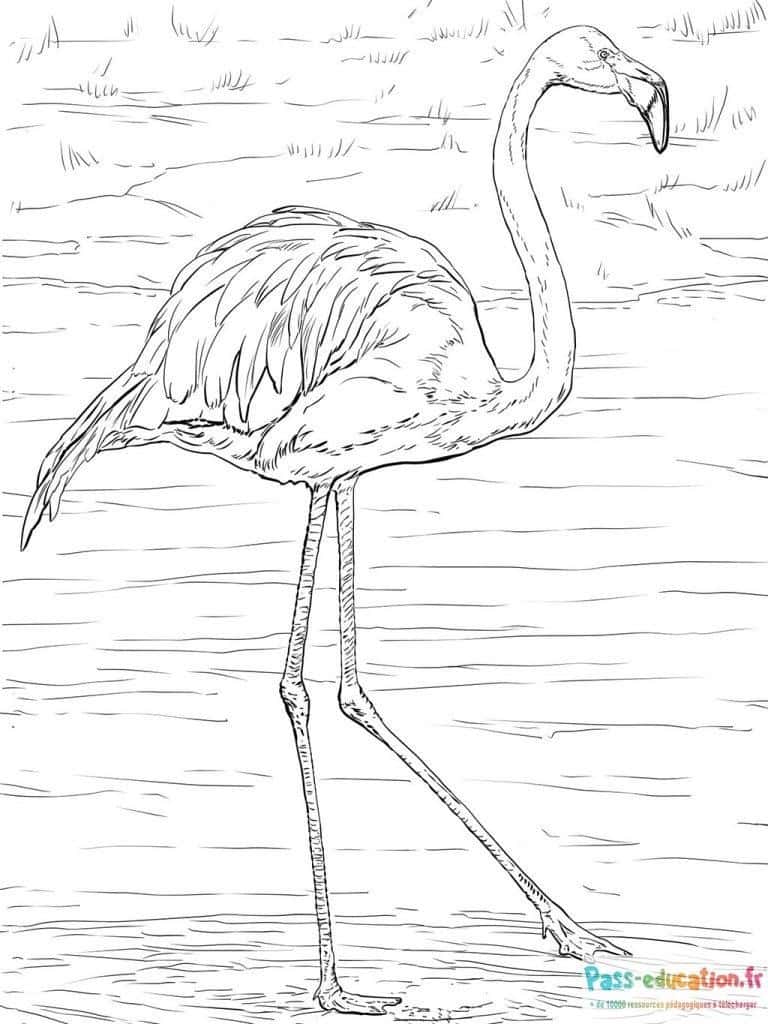 Flamant rose