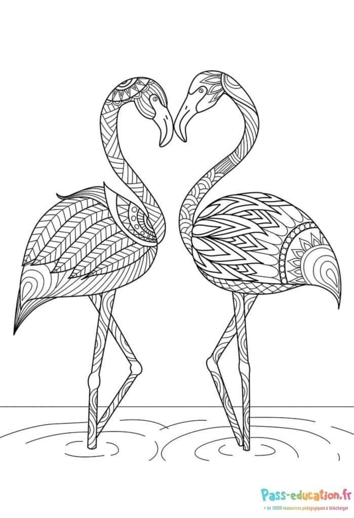 Flamants amoureux