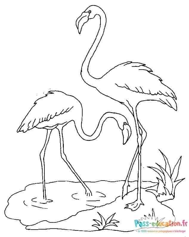 Flamants au repos