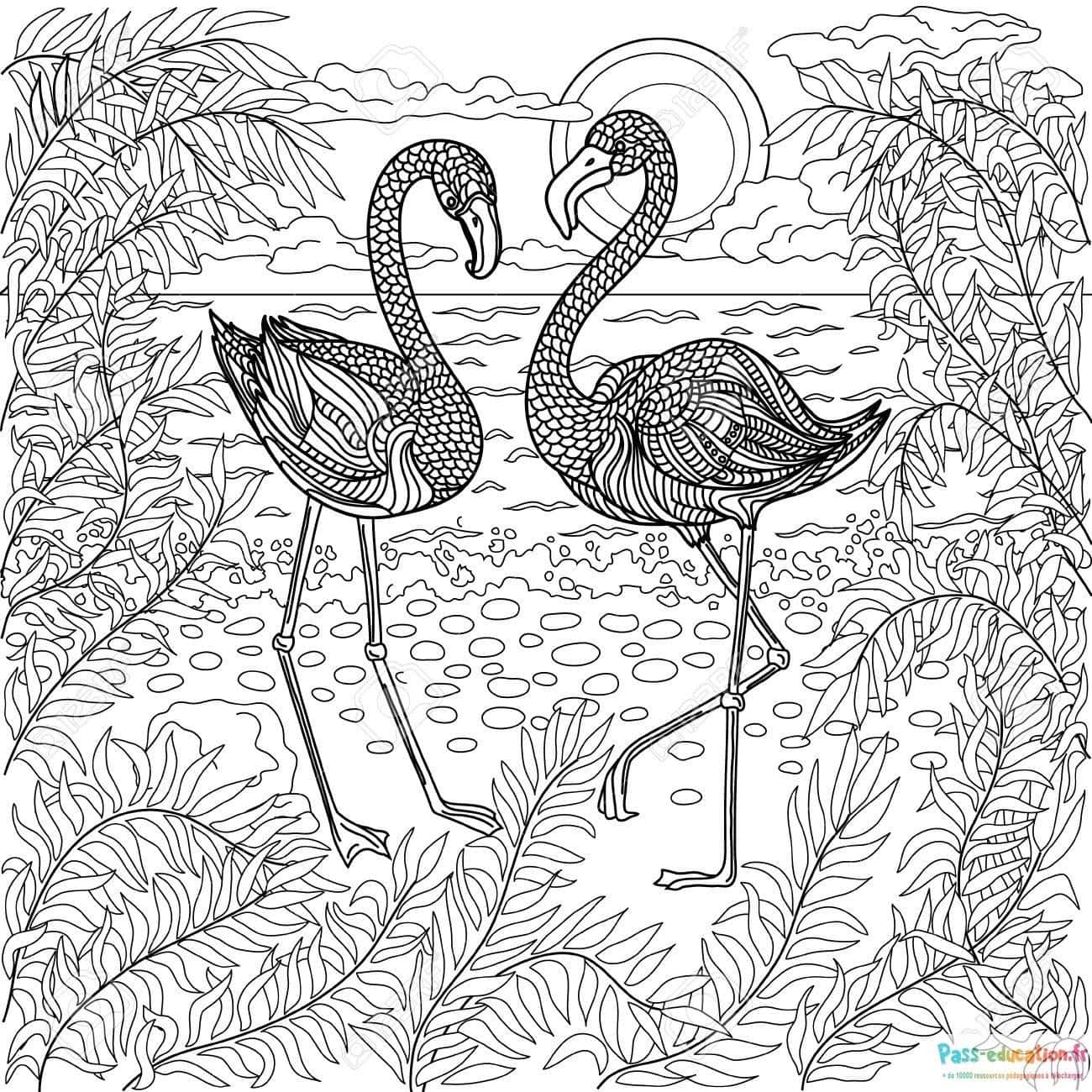 Flamants tropicaux