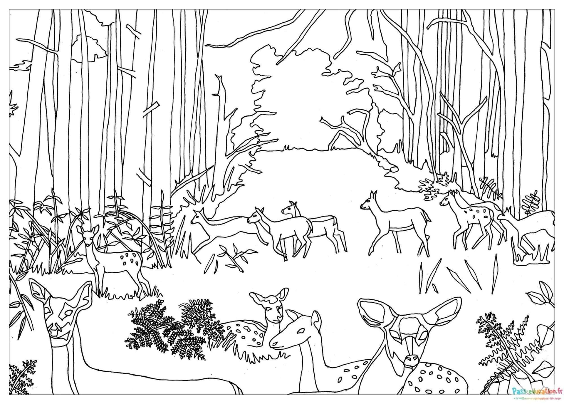 Forêt avec cerfs