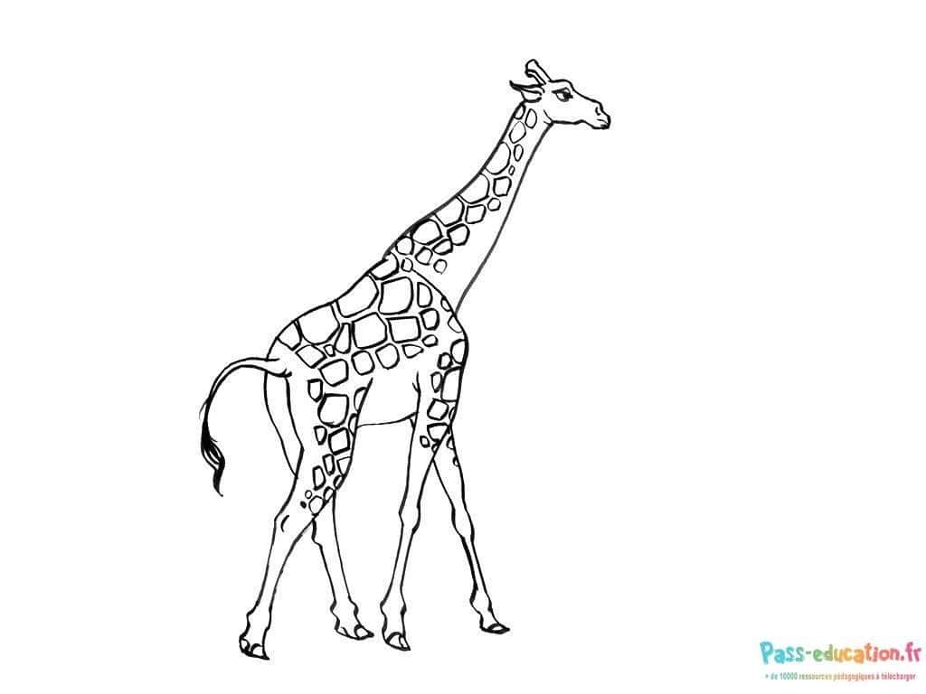 Girafe élégante