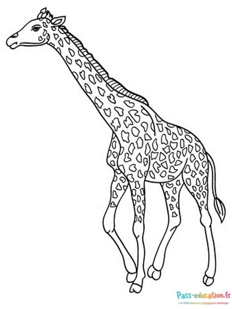 Girafe amoureuse