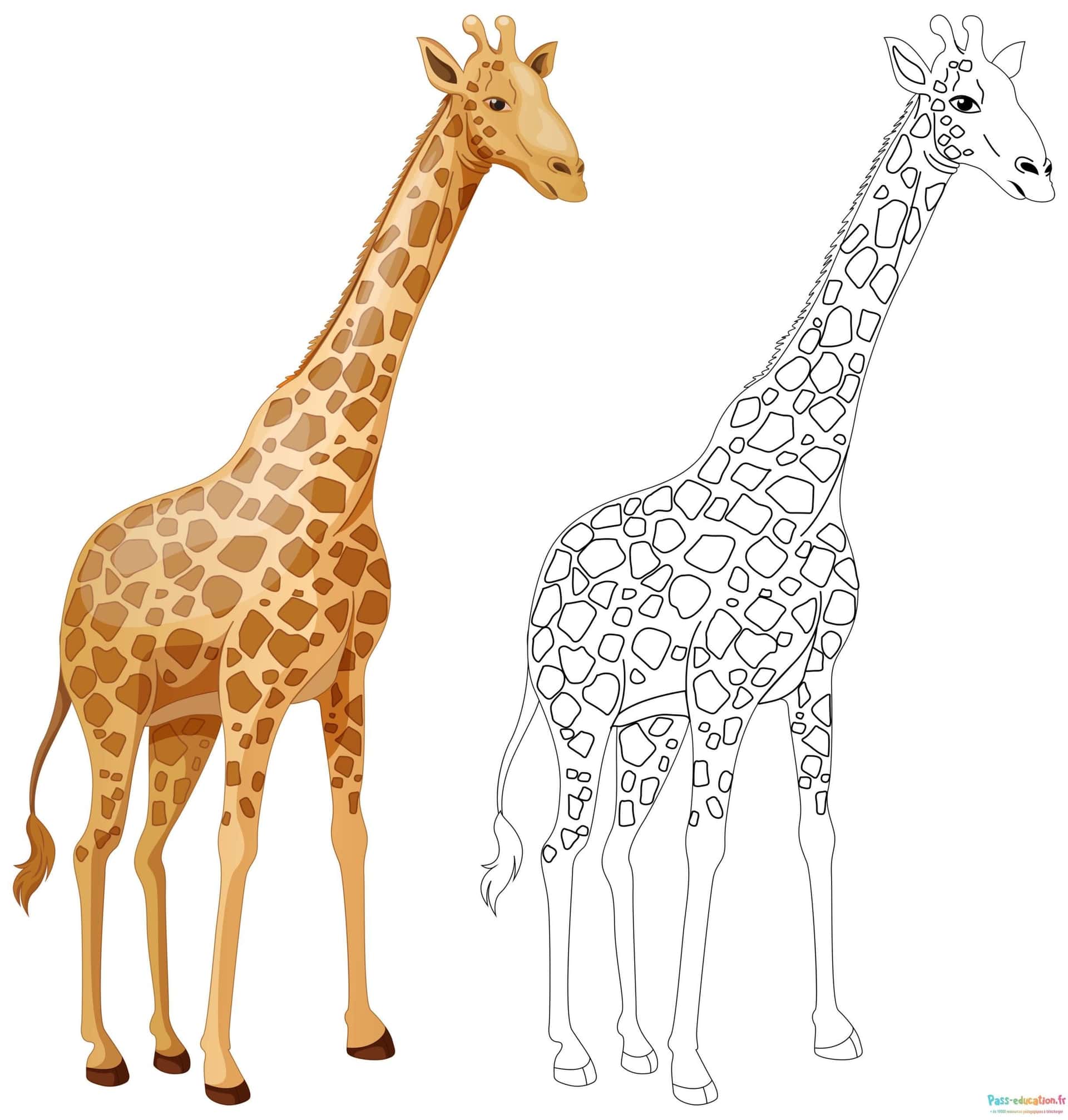 Girafe réaliste et esquisse