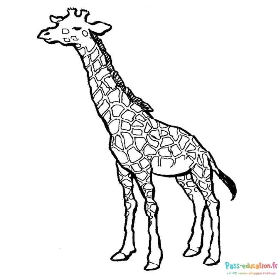 Girafe élancée