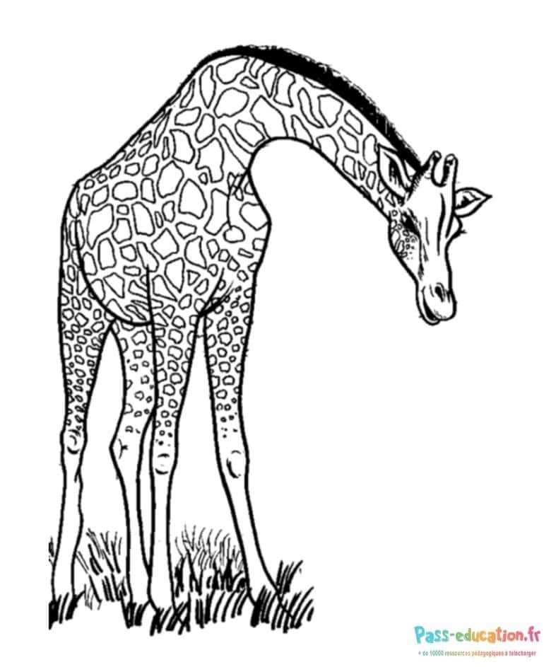 Girafe élégante