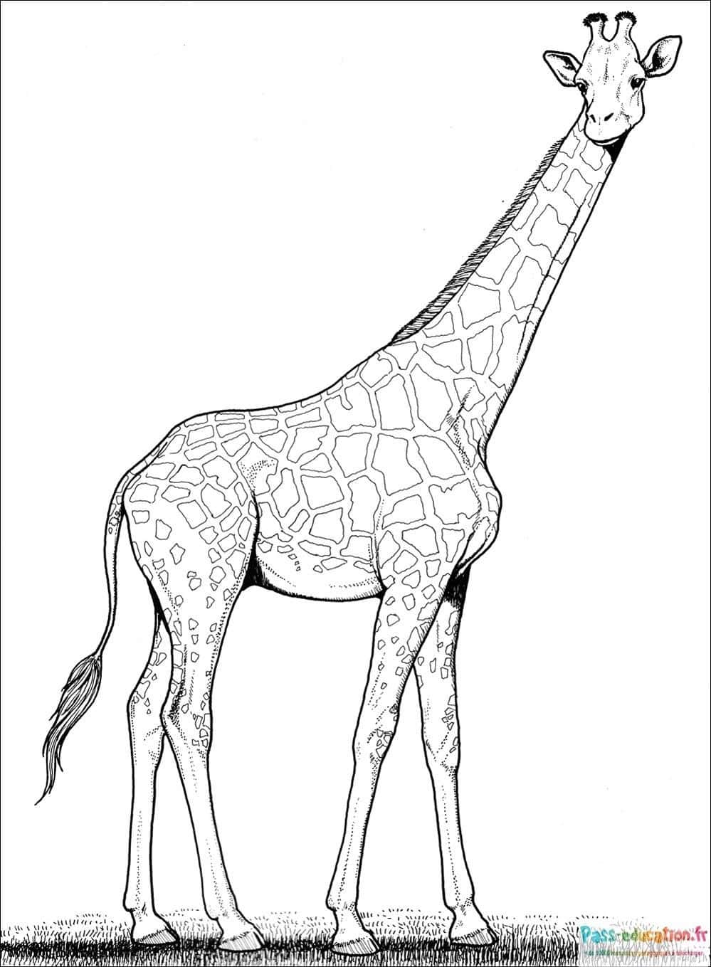 Girafe élégante