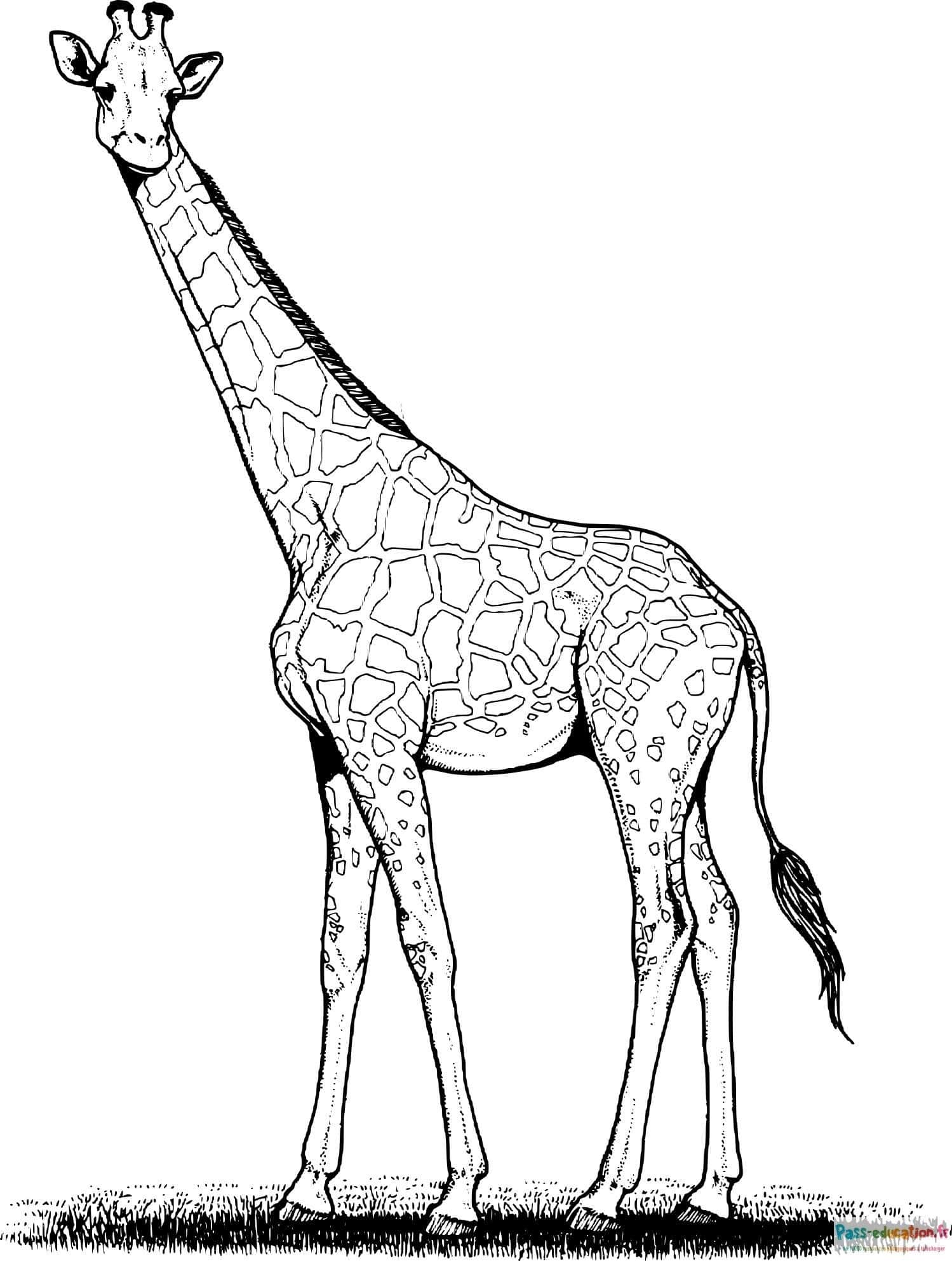 Girafe solitaire