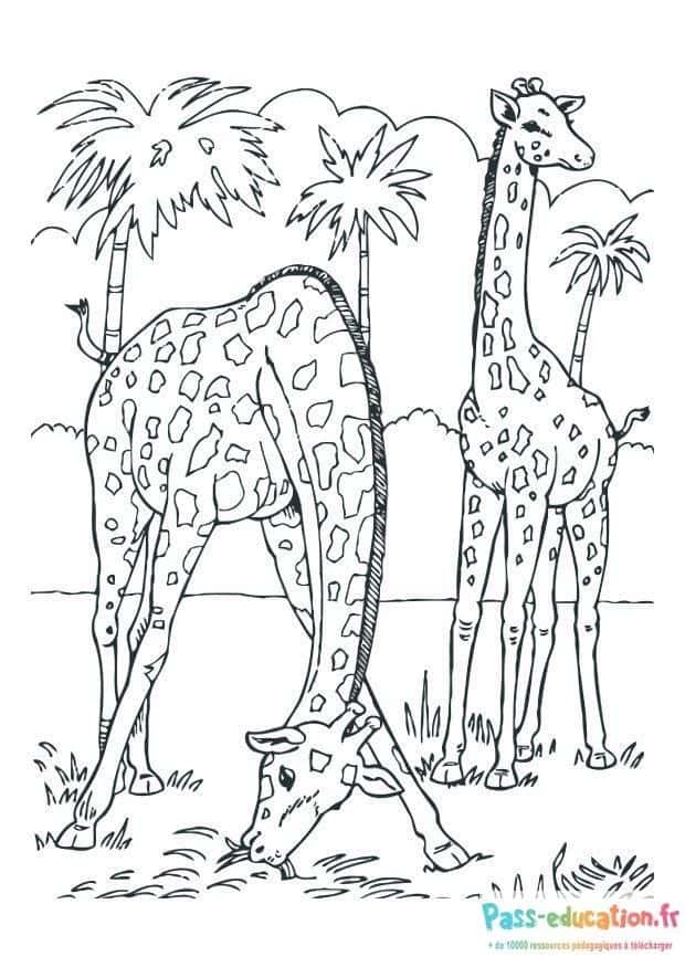 Girafes dans la savane