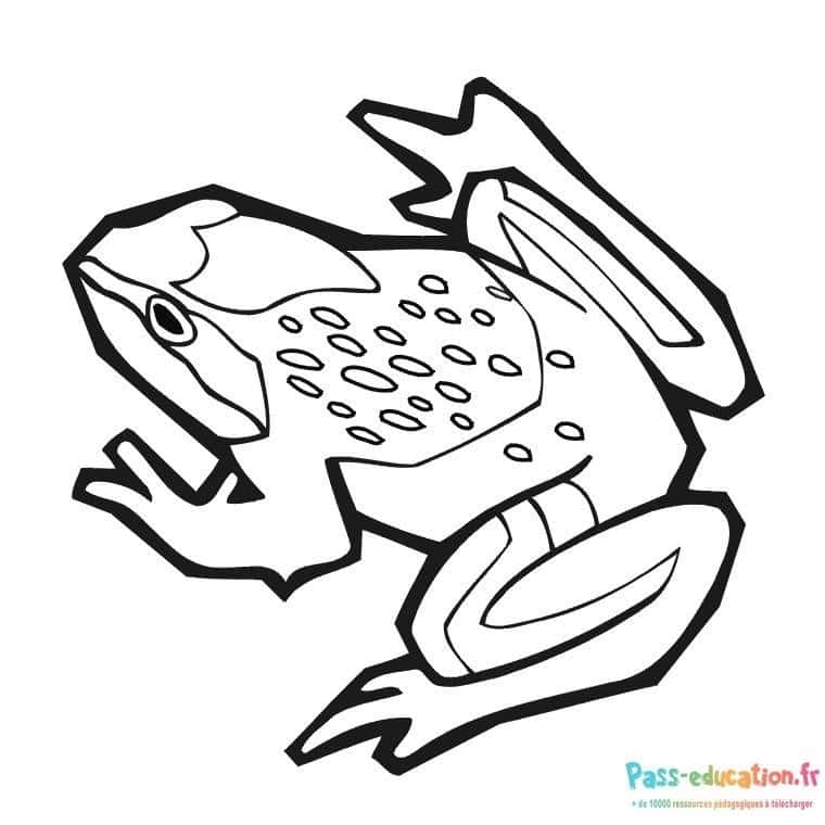 Grenouille agile