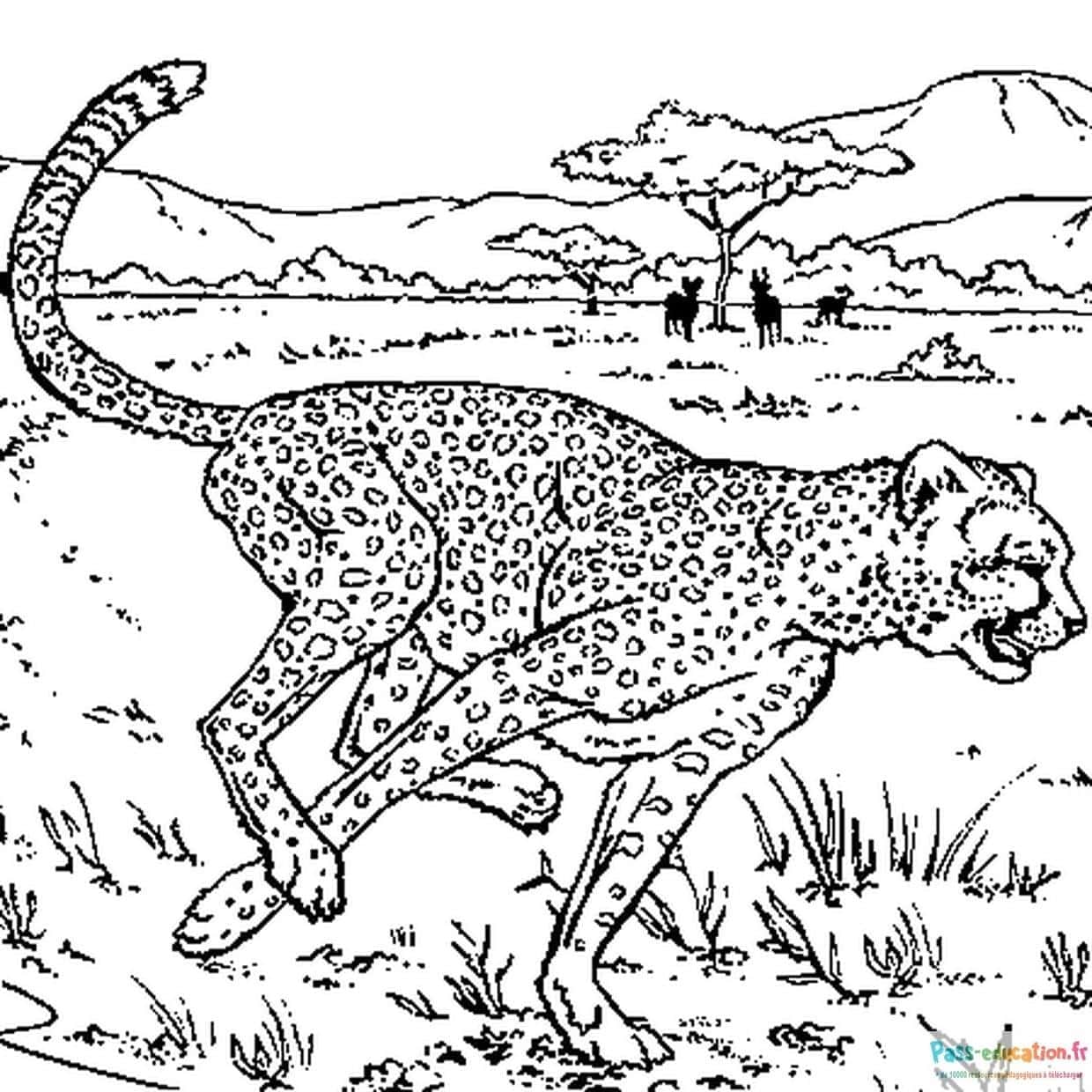 Guépard dans la savane