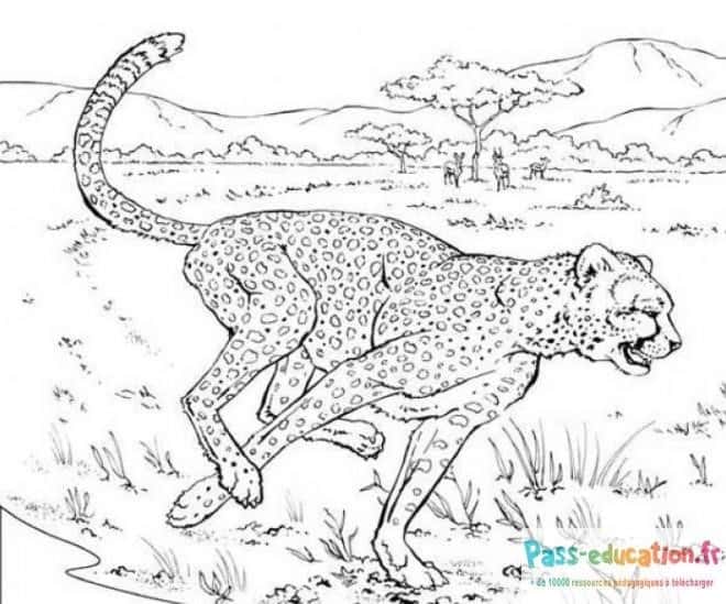 Guépard dans la savane