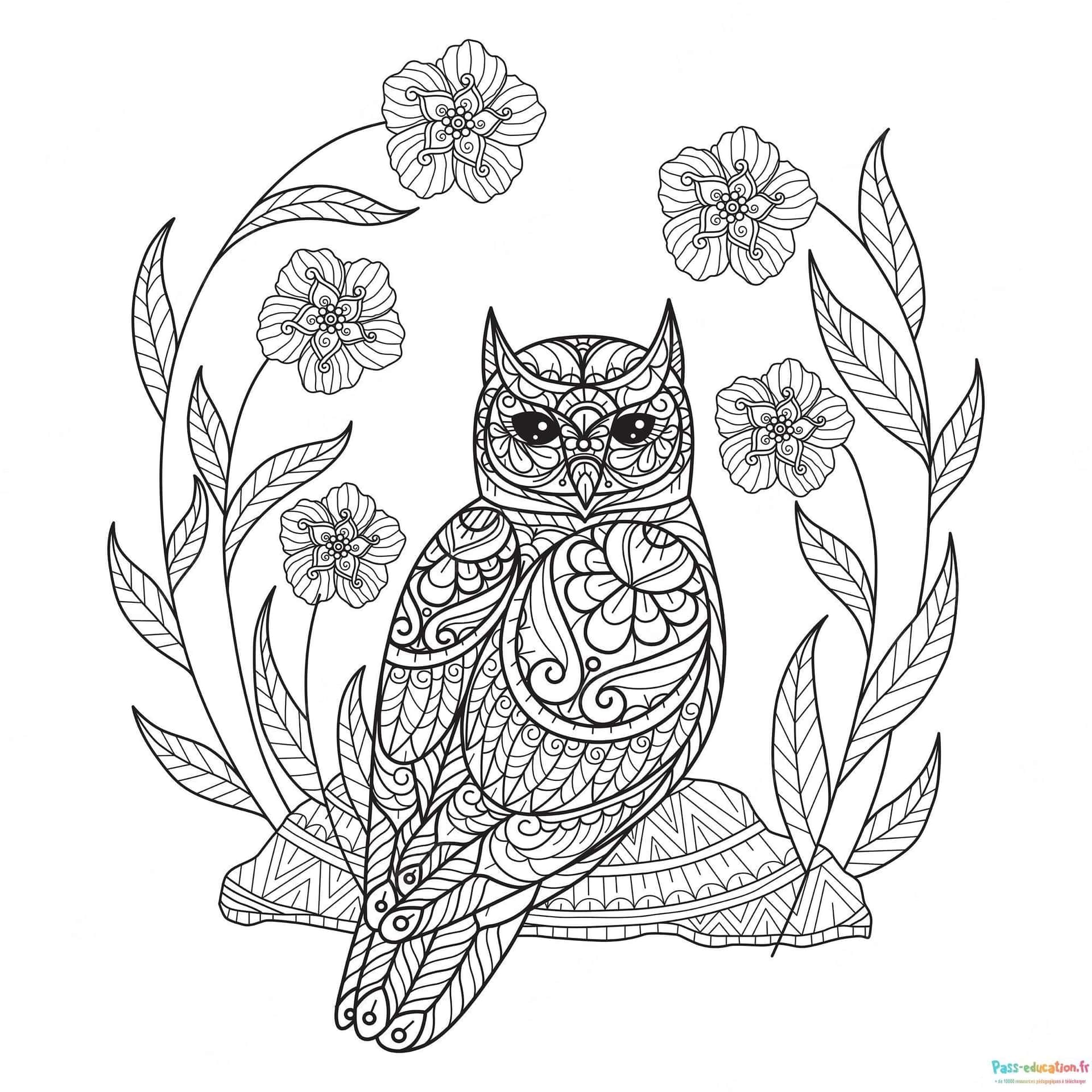 Hibou mandala