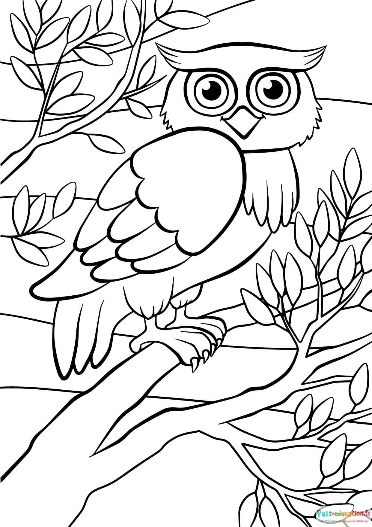 Hibou sur branche