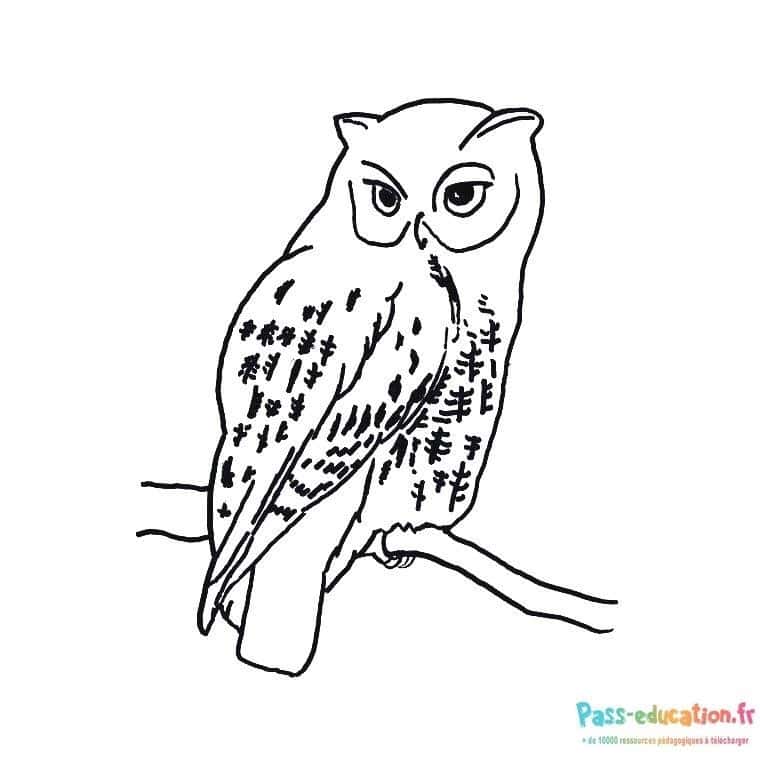 Dessin hibou perché